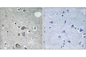 Immunohistochemistry analysis of paraffin-embedded human brain tissue, using FBLN2 Antibody. (FBLN2 Antikörper  (AA 241-290))