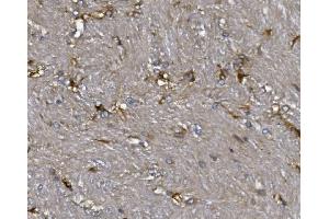 IHC analysis of ALDH1L1 using anti-ALDH1L1 antibody (ABIN7601093). (ALDH1L1 Antikörper  (AA 282-424))