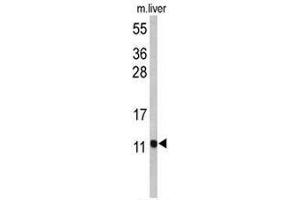 Western blot analysis of PCBD1 Antibody (Center) in mouse liver tissue lysates (35µg/lane).