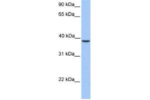 WB Suggested Anti-SUNC1 Antibody Titration: 0. (SUN3 Antikörper  (C-Term))