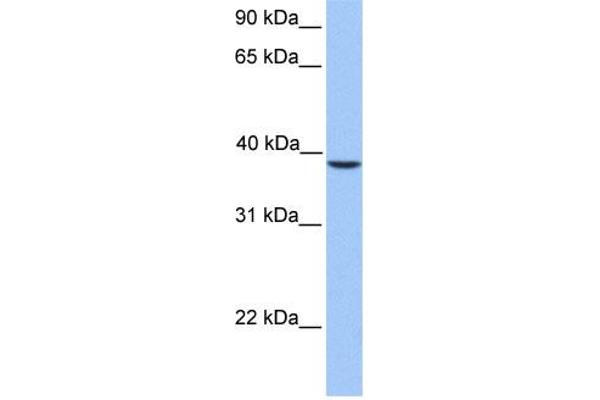 SUN3 anticorps  (C-Term)