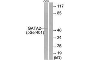 Western blot analysis of extracts from COS7 cells treated with TNF 20ng/ml 5', using GATA2 (Phospho-Ser401) Antibody. (GATA2 Antikörper  (pSer401))