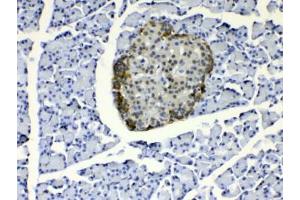 IHC testing of FFPE rat pancreas tissue with COPE antibody at 1ug/ml. (COPE Antikörper)
