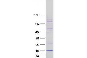 Validation with Western Blot (INSL5 Protein (Myc-DYKDDDDK Tag))