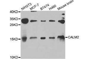Western blot analysis of extracts of various cell lines, using CALM2 antibody (ABIN5974778) at 1/1000 dilution. (Calmodulin 2 Antikörper)