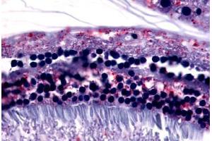 Anti-GPR75 antibody  ABIN1048870 IHC staining of human eye, retina.