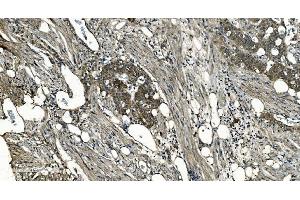 IHC analysis of GNG7 using anti-GNG7 antibody (ABIN7600508). (GNG7 Antikörper  (AA 2-57))