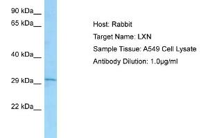 Host: RabbitTarget Name: LXNAntibody Dilution: 1. (Latexin Antikörper  (C-Term))