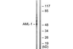 Western blot analysis of extracts from Jurkat cells, using AML1 (Ab-303) Antibody. (RUNX1 Antikörper  (AA 269-318))