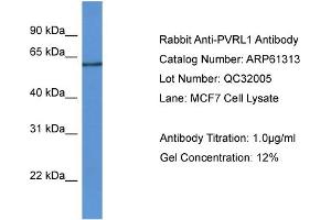 Western Blotting (WB) image for anti-Poliovirus Receptor-Related 1 (Herpesvirus Entry Mediator C) (PVRL1) (N-Term) antibody (ABIN2788762) (PVRL1 Antikörper  (N-Term))