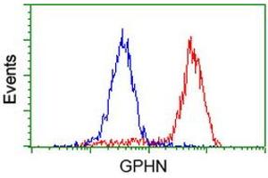 Image no. 3 for anti-Gephyrin (GPHN) antibody (ABIN1498431) (Gephyrin Antikörper)