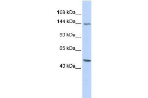 WB Suggested Anti-FLII Antibody Titration: 0. (FLII Antikörper  (Middle Region))
