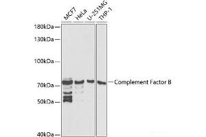 Western blot analysis of extracts of various cell lines using Complement Factor B Polyclonal Antibody at dilution of 1:1000. (Complement Factor B Antikörper)
