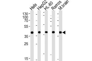 Western blot analysis of lysates from Hela, HepG2, HL-60, Ramos, mouse brain cell line (from left to right), using GOT2 Antibody (N-term) (ABIN652917 and ABIN2842590). (GOT2 Antikörper  (N-Term))