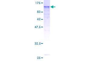 LIMA1 Protein (AA 1-598) (GST tag)