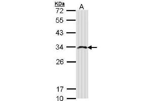 WB Image Sample (30 ug of whole cell lysate) A: Molt-4 , 12% SDS PAGE antibody diluted at 1:500 (IMPA2 Antikörper)