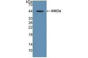 Western blot analysis of recombinant Mouse MAPt. (MAPT Antikörper  (AA 92-400))
