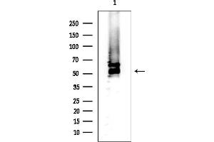 anti-Basic Leucine Zipper and W2 Domains 1 (BZW1) antibody