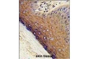 Immunohistochemistry (Paraffin-embedded Sections) (IHC (p)) image for anti-Proteasome (Prosome, Macropain) 26S Subunit, Non-ATPase, 7 (PSMD7) (AA 6-34), (N-Term) antibody (ABIN389456)