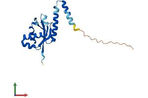 Protein Structure (PS) image for Processing of Precursor 5, Ribonuclease P/MRP Subunit (POP5) (AA 1-169) protein (His tag) (ABIN7561255)
