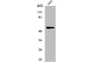 Western Blot analysis of COS7 cells using NIPA Polyclonal Antibody (ZC3HC1 Antikörper)