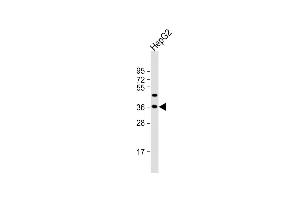 Anti-FSTL3 Antibody (C-term) at 1:2000 dilution + HepG2 whole cell lysate Lysates/proteins at 20 μg per lane. (FSTL3 Antikörper  (C-Term))