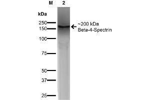 Western Blot analysis of COS-Beta-4-Spectrin-His showing detection of ~ 200 kDa Beta-4-Spectrin protein using Mouse Anti-Beta-4-Spectrin Monoclonal Antibody, Clone S393-2 . (SPTBN4 Antikörper  (AA 1621-1832) (Atto 390))