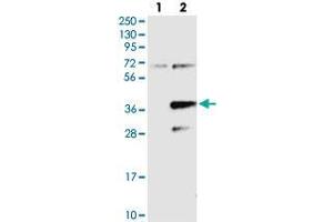 Western blot analysis of Lane 1: Negative control (vector only transfected HEK293T lysate), Lane 2: Over-expression Lysate (Co-expressed with a C-terminal myc-DDK tag (~3. (PPAPDC2 Antikörper)