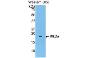 Detection of Recombinant IFNg, Cavia using Polyclonal Antibody to Interferon Gamma (IFNg) (Interferon gamma Antikörper  (AA 24-166))
