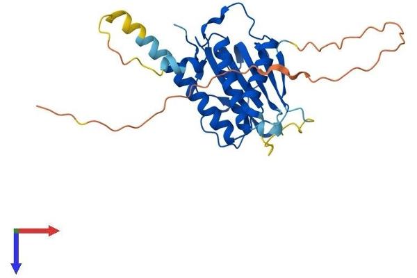 MAD2L1BP Protein (AA 1-276) (His tag)