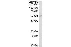Image no. 1 for anti-Indoleamine 2,3-Dioxygenase 2 (IDO2) (C-Term) antibody (ABIN401520) (IDO2 Antikörper  (C-Term))