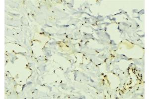 ABIN6276759 at 1/100 staining Mouse muscle tissue by IHC-P. (ELAVL1 Antikörper  (Internal Region))