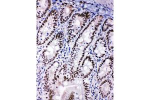 Anti-SHC antibody, IHC(F) IHC(F): Rat Intestine Tissue (SHC1 Antikörper  (C-Term))