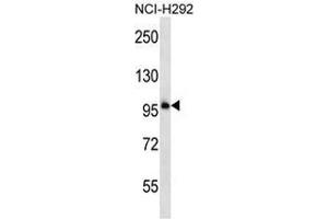 Western blot analysis in NCI-H292 cell line lysates (35ug/lane) using PCDHB11  Antibody (N-term). (PCDHB11 Antikörper  (N-Term))