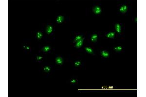 Immunofluorescence of purified MaxPab antibody to MYBBP1A on HeLa cell. (MYBBP1A Antikörper  (AA 1-1328))