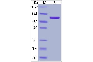 Biotinylated Human ROR2, His,Avitag on  under reducing (R) condition.