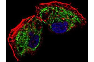 Immunofluorescence (IF) image for anti-Transcription Factor A, Mitochondrial (TFAM) antibody (ABIN2995591) (TFAM Antikörper)
