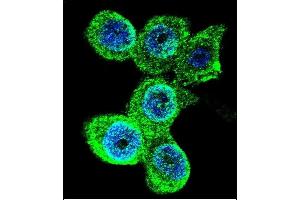 Confocal immunofluorescent analysis of GALE Antibody (Center) (ABIN390889 and ABIN2841099) with WiDr cell followed by Alexa Fluor 488-conjugated goat anti-rabbit lgG (green). (GALE Antikörper  (AA 142-171))