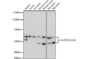 Western blot analysis of extracts of various cell lines, using GLUT3/SLC2 Rabbit mAb (ABIN7270415) at 1:1000 dilution. (SLC2A3 Antikörper)