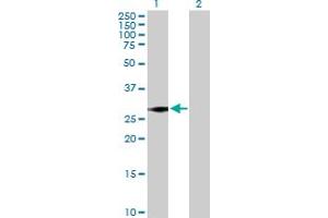 Western Blot analysis of SNRPN expression in transfected 293T cell line by SNRPN MaxPab polyclonal antibody. (SNRPN Antikörper  (AA 1-240))