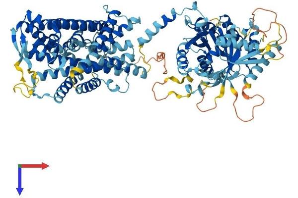 SLC12A9 Protein (AA 1-914) (His tag)