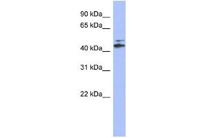 WB Suggested Anti-CYP20A1 Antibody Titration: 0. (CYP20A1 Antikörper  (N-Term))