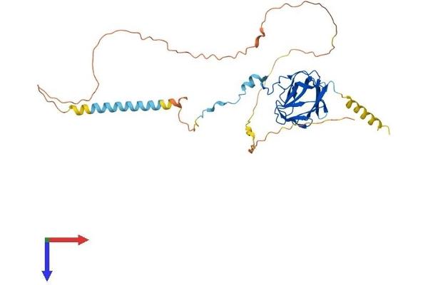 SNIP1 Protein (AA 1-383) (His tag)