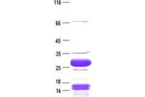 Validation with Western Blot (Gastrin-Releasing Peptide Protein (GRP) (Transcript Variant 3) (His-ABP Tag))