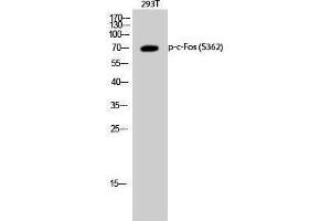 Western Blotting (WB) image for anti-c-Fos (c-Fos) (pSer362) antibody (ABIN3182517) (c-FOS Antikörper  (pSer362))