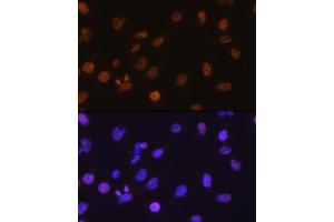 Immunofluorescence (IF) image for anti-DNA-Damage-Inducible Transcript 3 (DDIT3) (C-Term) antibody (ABIN3020710)