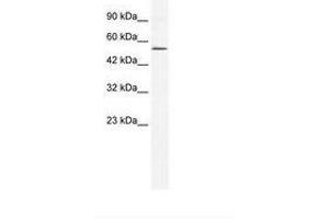 Image no. 1 for anti-Zinc Finger Protein 268A (ZNF286A) (N-Term) antibody (ABIN6735978) (ZNF286A Antikörper  (N-Term))
