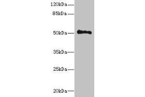 Western blot All lanes: UNC93A antibody at 14 μg/mL + Hela whole cell lysate Secondary Goat polyclonal to rabbit IgG at 1/10000 dilution Predicted band size: 51, 46 kDa Observed band size: 51 kDa (UNC93A Antikörper  (AA 374-415))
