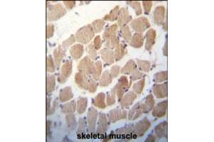 RUVBL1 (TIP49) Antibody immunohistochemistry analysis in formalin fixed and paraffin embedded human skeletal muscle followed by peroxidase conjugation of the secondary antibody and DAB staining. (RUVBL1 Antikörper  (AA 247-280))