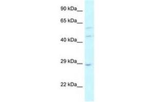 Image no. 1 for anti-LSM14A, SCD6 Homolog A (LSM14A) (AA 324-373) antibody (ABIN6743819) (LSM14A Antikörper  (AA 324-373))